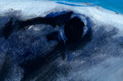 shark_tpb02